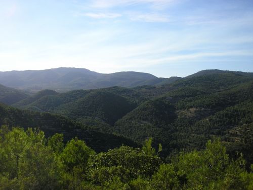 Kalnas, Kraštovaizdis, Medis