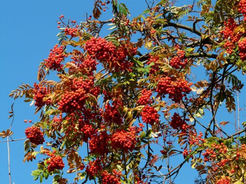 Kalnų Pelenai, Pelenai, Rowan, Sorbus Aucuparia, Pyrus Aucuparia, Lapuočių Medis, Haw, Sorbus, Vaisiai, Raudona, Gijimo Poveikis, Medis, Ruduo