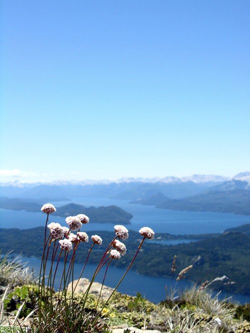 Kalnų Gėlė,  Peržiūrėti,  Kalnų,  Ežeras,  Patagonia