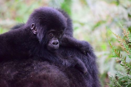 Kalnų Gorila, Uganda, Primatas, Ape, Gorila, Miškas, Afrika, Kūdikis, Kalnas, Laukinė Gamta, Gamta, Bwindi, Buhoma, Kelionė