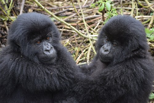 Mountain Gorilla,  Ugandoje,  Gyvūnijos,  Kūdikių,  Gyvūnų Kūdikis,  Kelionė,  Afrikoje,  Atogrąžų Miškai