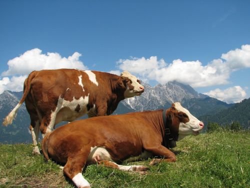 Kalnų Peizažas, Kalnai, Karvės, Pieva, Gamta, Vasara, Austria