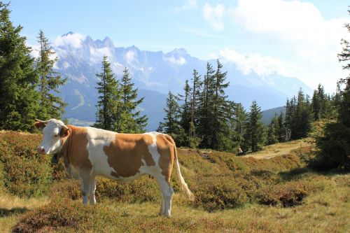 Kalnų Peizažas, Karvė, Austria, Kalnai, Ganykla, Alpių