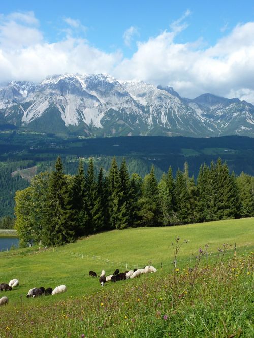 Kalnų Pieva, Avių Ganyklos, Austria, Alm, Panorama, Kalnai