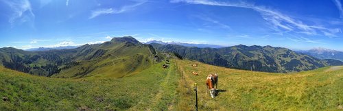 Kalnų Panorama,  Alpine,  Pobūdį,  Kraštovaizdis,  Kalnai,  Žygiai,  Austrija,  Tolimas Vaizdas,  Karvės,  Alm