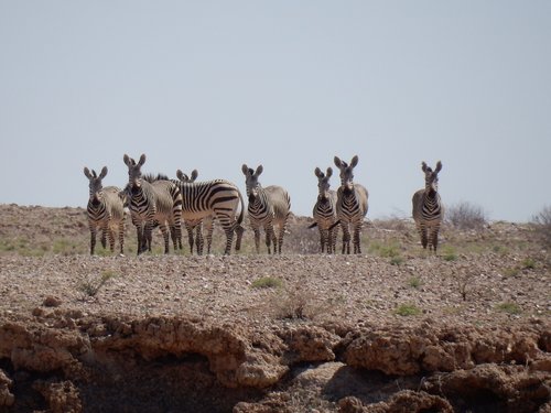 Kalninis Zebras,  Zebra,  Dykuma,  Kalnai,  Afrikoje,  Namibija