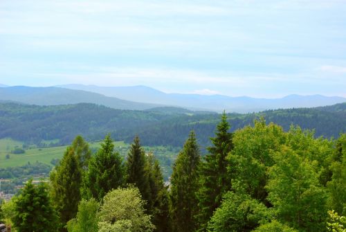 Kalnai, Miško Tapetai, Vaizdas