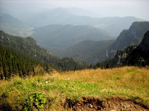 Kalnai, Transilvanija, Gamta, Kraštovaizdis, Pušis