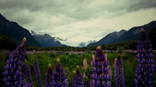 Kalnai,  Gėlės,  Nauja & Nbsp,  Zealand,  Kalnai