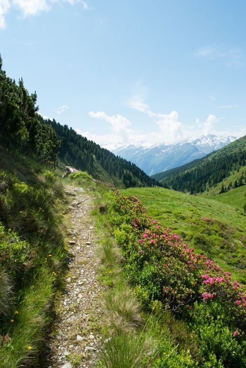 Kalnai, Žygiai, Gamta, Kraštovaizdis, Alpių, Kalnų Žygiai, Alpių Gėlės, Almrausch, Alpių Rožės, Takas