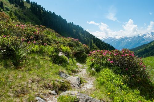 Kalnai, Žygiai, Gamta, Kraštovaizdis, Alpių, Kalnų Žygiai, Alpių Gėlės, Almrausch, Alpių Rožės, Takas, Perspektyva