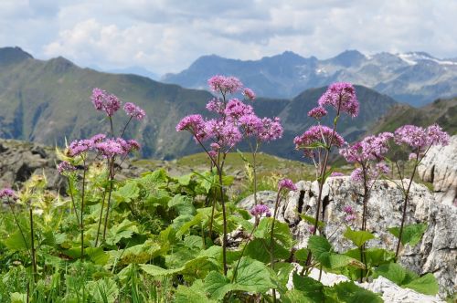 Kalnai, Gėlės, Alpių, Kraštovaizdis, Alpių Gėlės, Austria, Laukinės Gėlės, Panorama, Kalnų Peizažas, Gamta