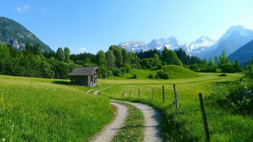 Kalnai, Kraštovaizdis, Gamta, Žydinčios Alpių Pievos