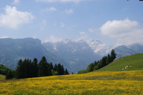 Kalnai, Kalnų Pieva, Bergweide, Alpių, Šveicarija, Appenzell, Appenzellerland, Panorama