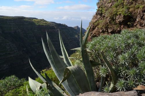 Kalnai, Algarve, Alijošius, Augalas, Gamta, Žalias, Kraštovaizdis, Flora