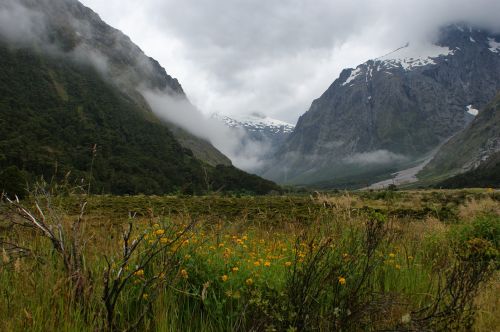 Kalnai, Rūkas, Gėlės, Naujoji Zelandija