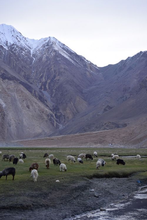 Kalnai, Avys, Leh, Ladakh, Indija, Ganymas, Sniegas, Ledas, Gamta, Kraštovaizdis, Žalias, Žolė, Dangus, Kelionė, Gyvūnas, Flock, Pieva, Vaizdingas, Turizmas, Laukas, Gyvuliai, Vilnos, Bandas, Kaimas, Ėriena