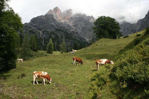Kalnai, Austria, Tarpinis, Rūkas, Pieva, Karvės, Ganyti, Gamta, Alpių, Alm, Šventė, Kraštovaizdis