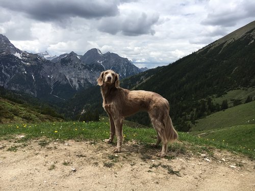 Kalnai,  Žygiai,  Šuo,  Natu,  Veimaraneris,  Dangus,  Pavasaris,  Austrija,  Bergpa