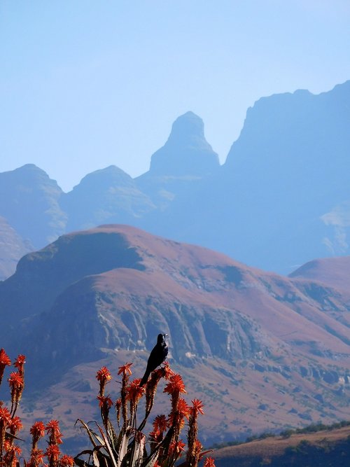 Kalnai,  Drakensberg,  Alijošius,  Varnėnas,  Paukštis,  Blizgus Lytlauža,  Pietų Afrika