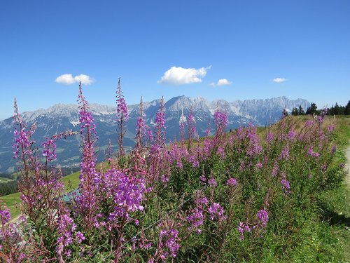 Kalnai,  Austrija,  Gėlės,  Pobūdį,  Kraštovaizdis,  Vasara,  Tyrol,  Kaisergebirge,  Elmau,  Scheffau,  Šventė,  Turizmas,  Kalnų Kraštovaizdis