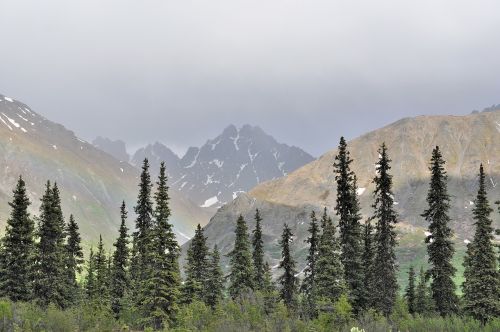 Kalnai, Alaska, Denali, Kraštovaizdis, Vaizdingas, Evergreens, Spygliuočiai