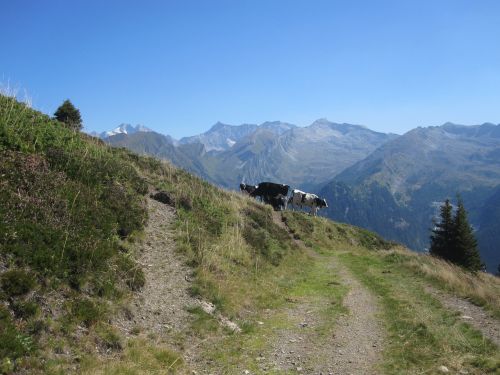 Kalnai, Dolomitai, Italy, Rokas, Žygiai, South Tyrol, Kraštovaizdis, Vasara, Žygis, Alpių, Karvės, Gyvuliai