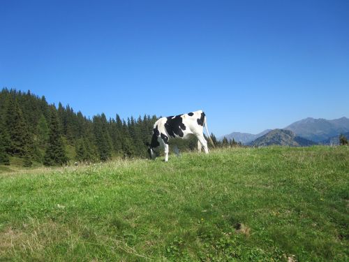 Kalnai, Dolomitai, Italy, Žygiai, South Tyrol, Kraštovaizdis, Vasara, Žygis, Alpių, Karvė