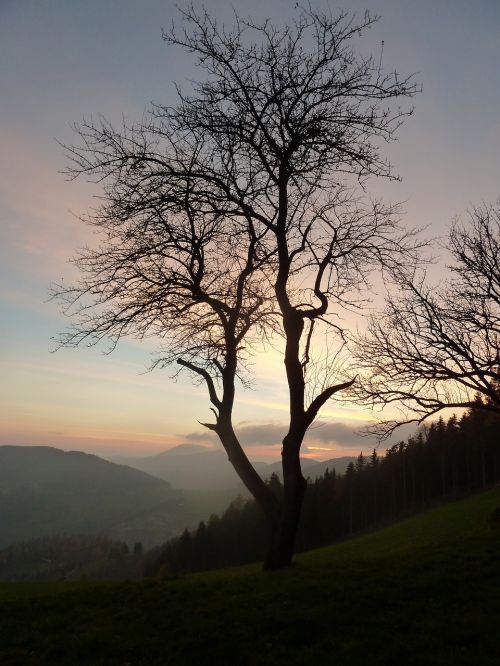 Gedulas, Medis, Ruduo, Gamta, Nuotaika, Šaltas, Vakaras, Kraštovaizdis