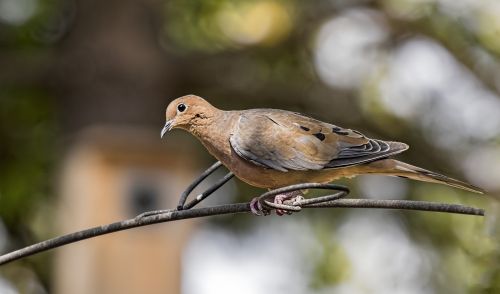 Gedulas & Nbsp,  Balandis,  Ešeriai,  Paukštis,  Ornitologija,  Laukinė Gamta,  Paukštis,  Lauke,  Gamta,  Gedulo Balandis