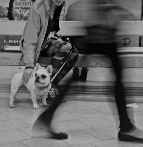 Judėjimas, Šuo, Metro, Stockholm