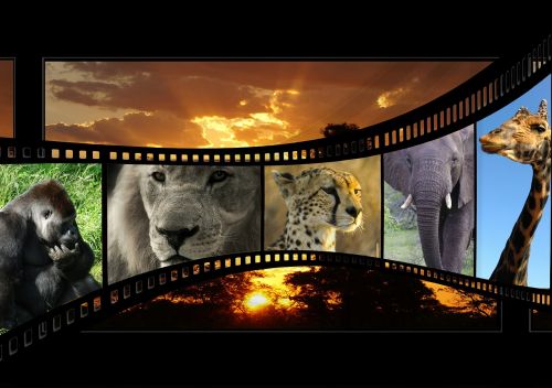 Filmas, Gyvūnų Filmas, Gamtos Šūviai, Saulėlydis, Afterglow, Kraštovaizdis, Afrika, Botsvana, Okavango, Filmas, Filmstrip, Pristatymas, Liūtas, Gepardas, Dramblys, Žirafa, Gorila, Beždžionė, Kleinbild Film, Juostelės, Skaidrių Filmas, Foto Filmas, Kinas, Žiniasklaida, Video, Kino Juosta, Video Filmas, Analogas, Juoda, Įrašymas, Svajones, Plakatas
