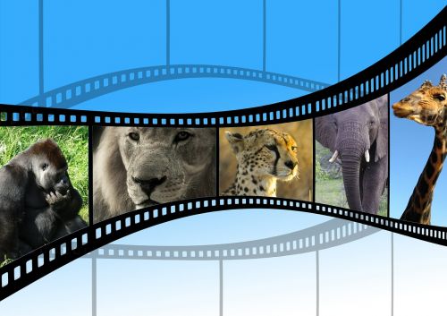 Filmas, Gyvūnų Filmas, Gamtos Šūviai, Saulėlydis, Afterglow, Kraštovaizdis, Afrika, Botsvana, Okavango, Filmas, Filmstrip, Pristatymas, Liūtas, Gepardas, Dramblys, Žirafa, Gorila, Beždžionė, Kleinbild Film, Juostelės, Skaidrių Filmas, Foto Filmas, Kinas, Žiniasklaida, Video, Kino Juosta, Video Filmas, Analogas, Juoda, Įrašymas, Svajones, Plakatas