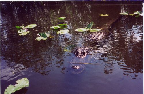 Aligatorius,  Everglades,  Ropliai,  Gamta,  Ponas. Al E Aligatorius