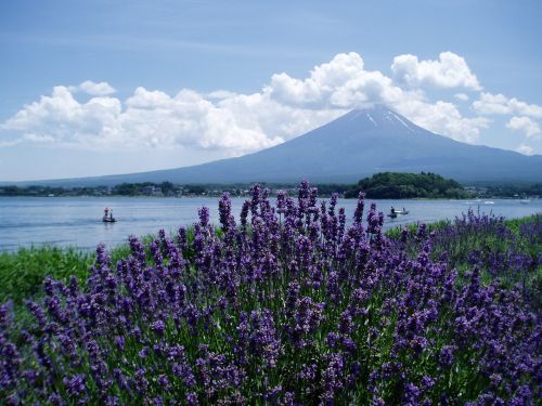 Mt Fuji, Levanda, Ežeras Kawaguchi, Vasara, Mėlynas Dangus