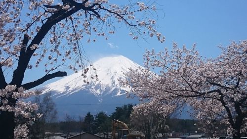 Mt Fuji, Vyšnia, Vyšnių Žiedų, Sakura, Pavasaris