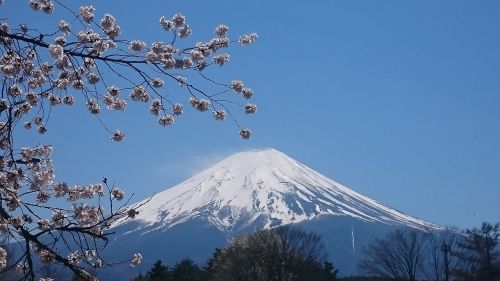 Mt Fuji, Pavasaris, Vyšnia, Sakura