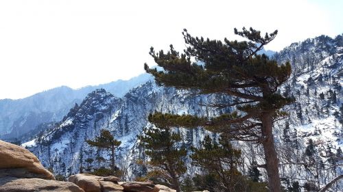 Mt Seoraksan, Gangwon Do, Sokcho, Kalnas, Korėjos Respublika, Kraštovaizdis, Pušis, Dabar