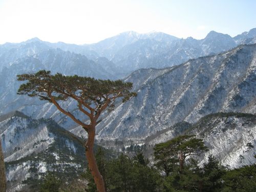 Mt Seoraksan, Ulsan Rock, Pušis