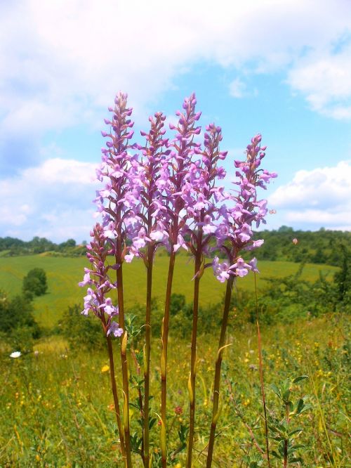 Mueckenwurz, Orchidėja, Augalas, Gėlė, Flora