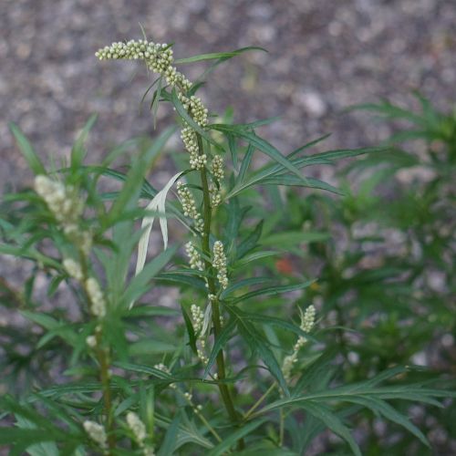 Kupranugaris, Artemisia Vulgaris, Alergija Žiedadulkėms, Gėlių Pumpurai