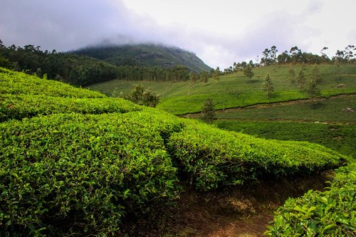 Munnar,  Indija,  Kerala,  Arbata Plantacija,  Arbata,  Pobūdį,  Laukas,  Kelionė,  Hills