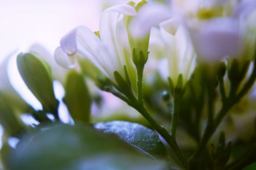 Murraja,  Gėlė,  Kvepalai,  Gamta,  Balta,  Murraya Paniculata 3