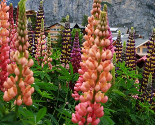 Šurmulys Šveicarija,  Lupinas,  Gėlė,  Oranžinė Gėlė,  Rožinė Gėlė,  Alpių Gėlės,  Šveicarija