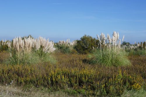 Murtosa, Portugal, Gamta, Kraštovaizdis, Lauke, Žolė