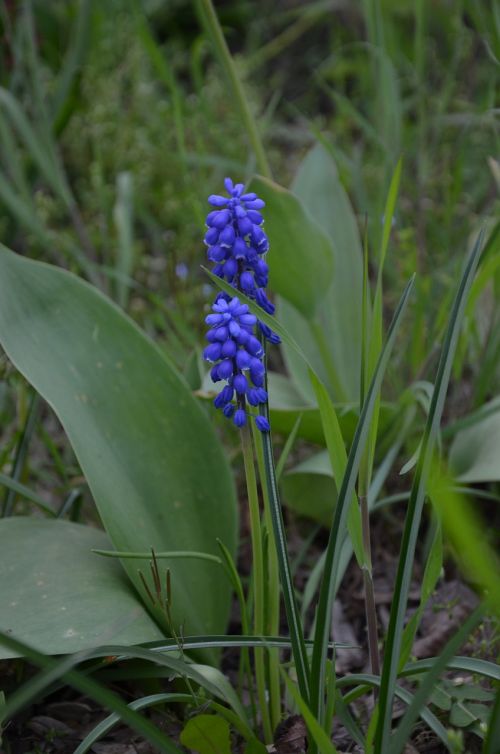 Muscari, Mėlynas, Pavasaris, Gamta