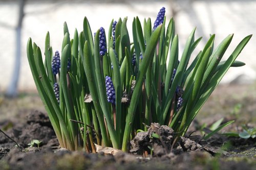 Muscari,  Augalų,  Lauke,  Gėlė,  Žolė,  Žydi