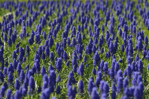 Muscari, Laukas, Gėlė, Mėlynas, Gamta, Pavasaris