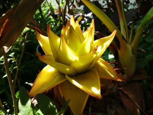 Musella Lasiocarpa, Auksinė Lotus Banana, Bananas, Augalas, Bananinis Krūmas, Bananų Augalas, Atogrąžų, Žiedynas, Tropikai, Gėlės