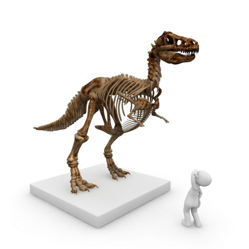 Muziejus, Dinozauras, T Rex, Tiranozauras, Dino, Priešistoriniai Laikai, Pavojingas, Plėšrūnas, Jūros Periodo Parkas, Skeletas